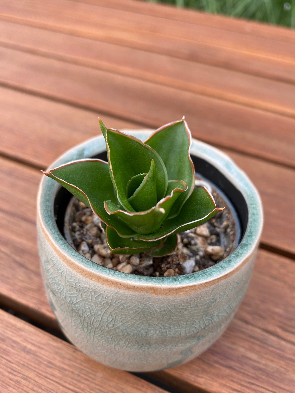 Sansevieria pinguicula tower, Huis en Inrichting, Kamerplanten, Ophalen, Volle zon, Minder dan 100 cm