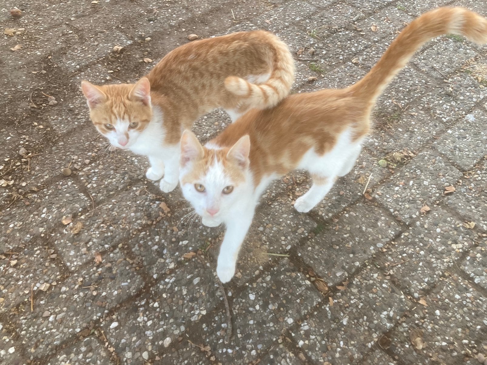 2 Lieve boerderij kittens, Meerdere dieren, Kortharig, 0 tot 2 jaar