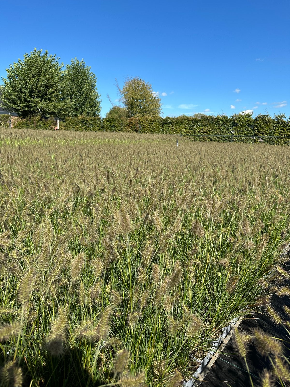 Pennisetum Little Bunny P9 - Siergras voor Tuin en Terras, Volle zon, Vaste plant, Siergrassen, Ophalen of Verzenden