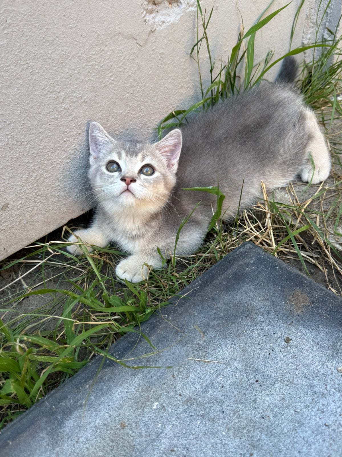 Britse Korthaar kittens😻 Prijs staat in advertentie!!!, Kater, Ontwormd, 0 tot 2 jaar