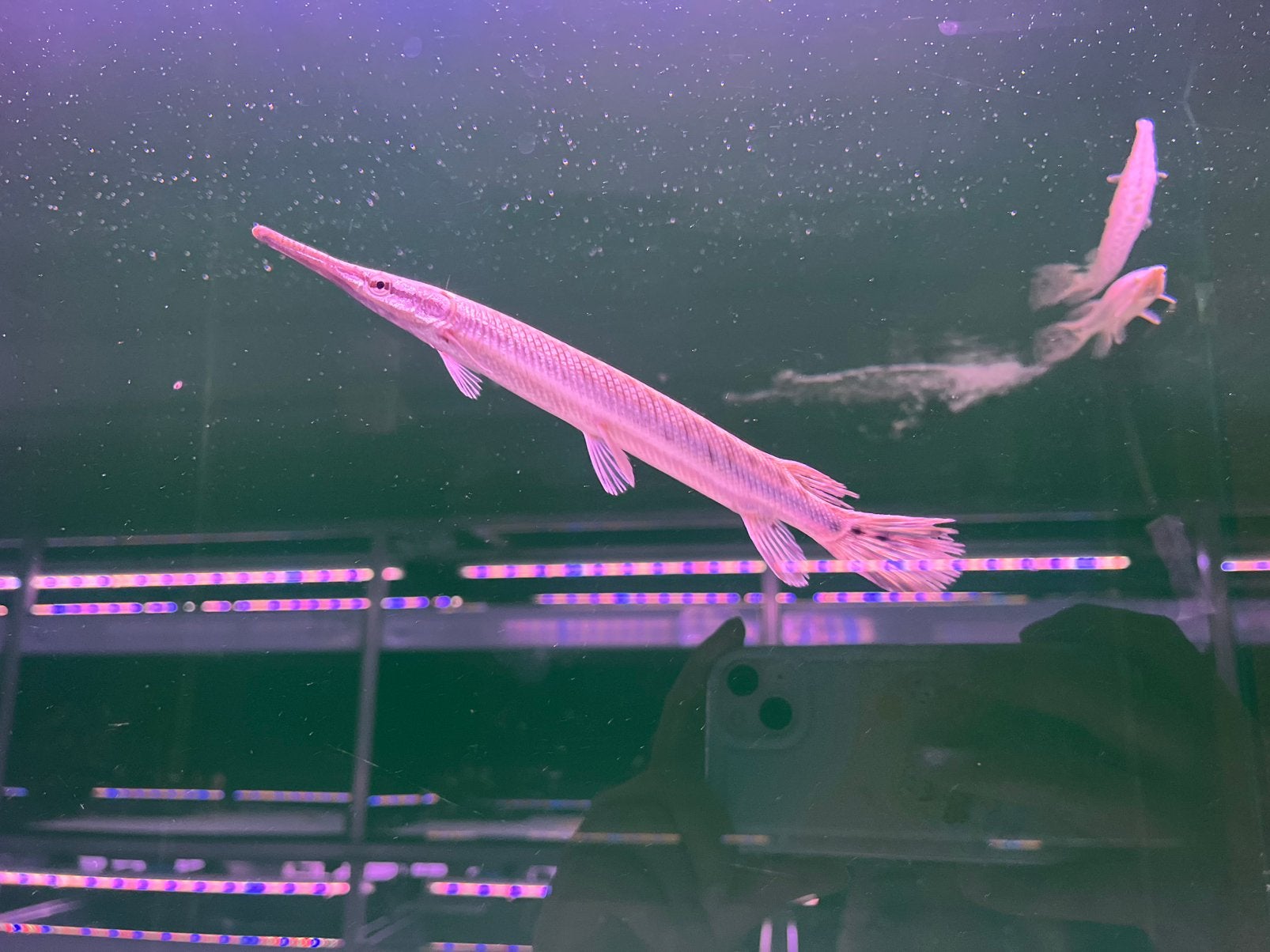 Florida gar, Vis