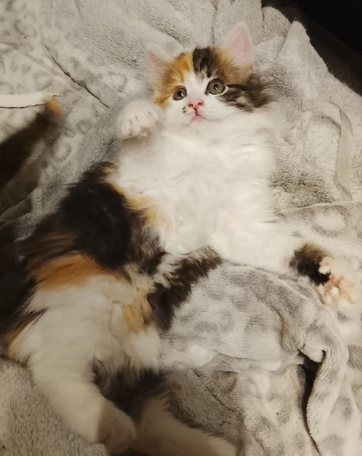 Ragdolll Sollid Poesje s (kittens), Dieren en Toebehoren, Poes, Ontwormd, 0 tot 2 jaar