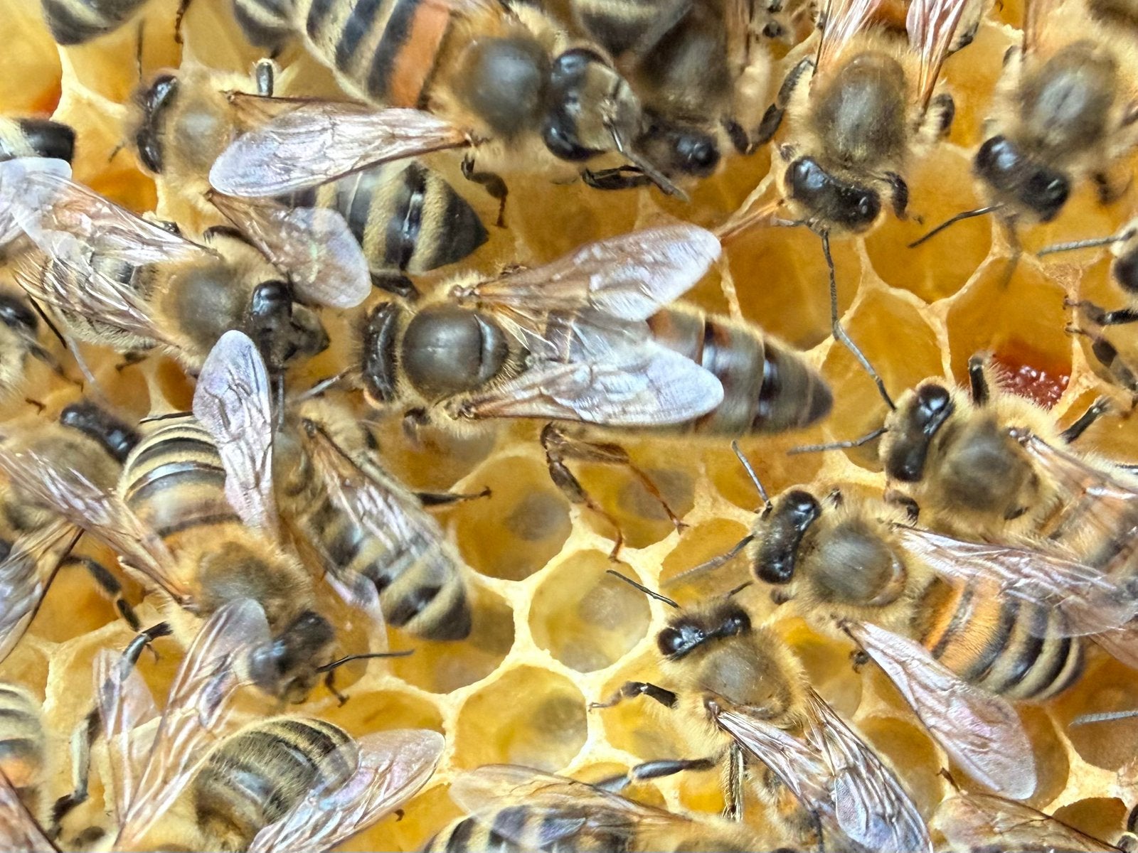 Groot rustig bijenvolk op 6 Simplex ramen – veel BRIAS, Dieren en Toebehoren, Insecten en Spinnen, Bijen