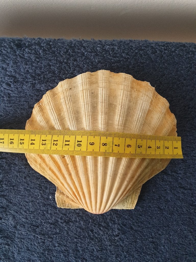 diverse grote bolle jacobs schelpen 15 cm herkomst Noorwegen, Verzenden, Schelp(en)