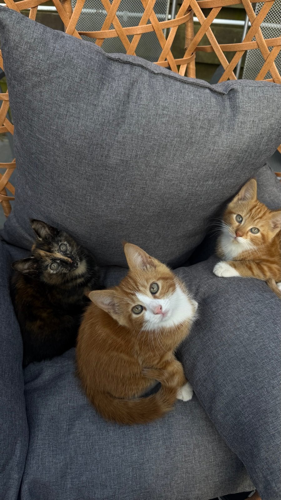 Schattige kittens, Meerdere dieren