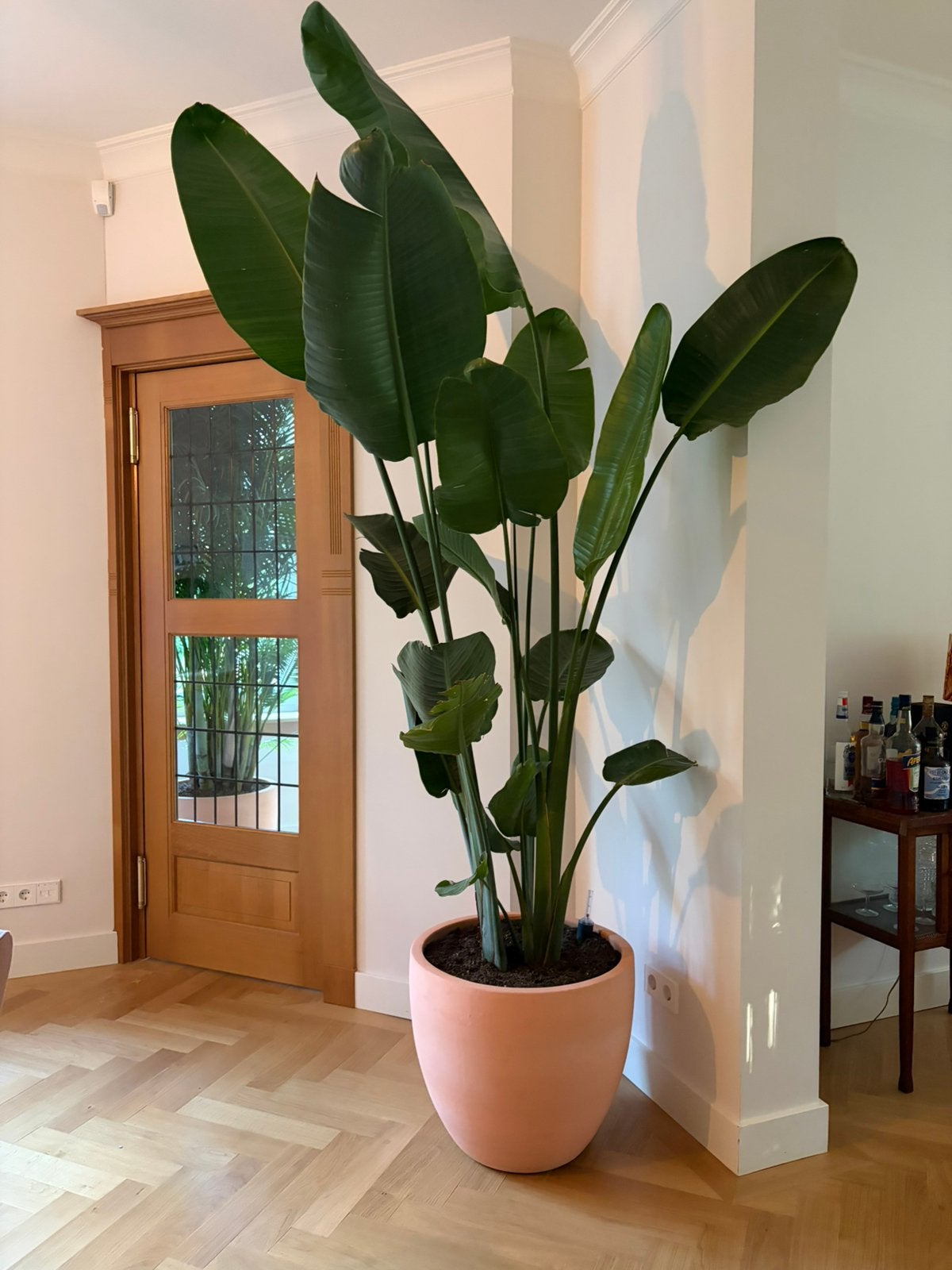XL Strelitzia Kamerplant + Designpot, Huis en Inrichting, Kamerplanten, Ophalen