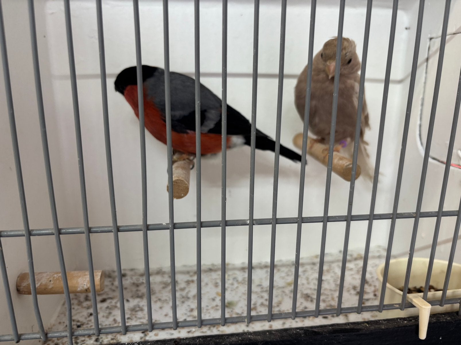 Goudvinken bruinpastel, Meerdere dieren