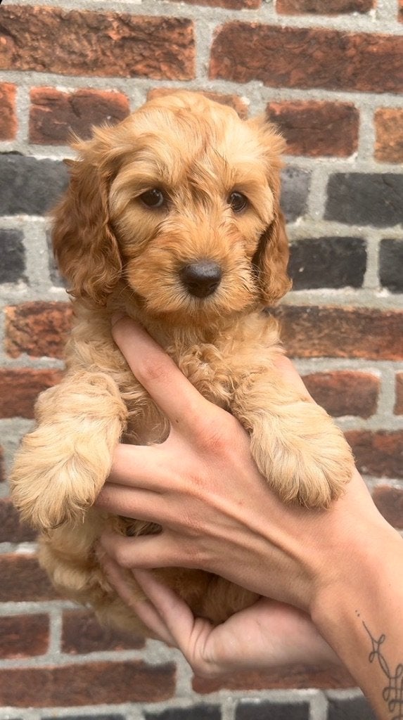 Medium Australian Labradoodle pups | WALA stamboom, Overige rassen, 8 tot 15 weken, Meerdere, Meerdere dieren
