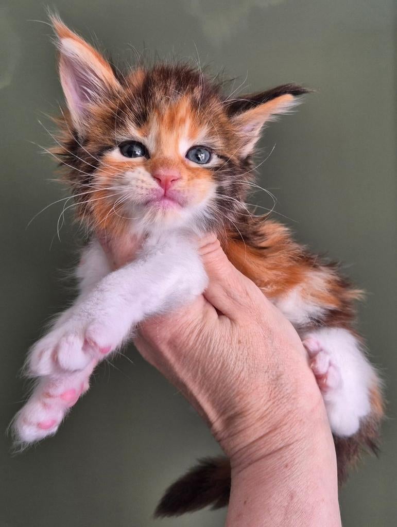 Prachtig maine coon poesje met stamboom, Dieren en Toebehoren, Katten en Kittens | Raskatten | Langhaar, Poes, Met stamboom, 0 tot 2 jaar
