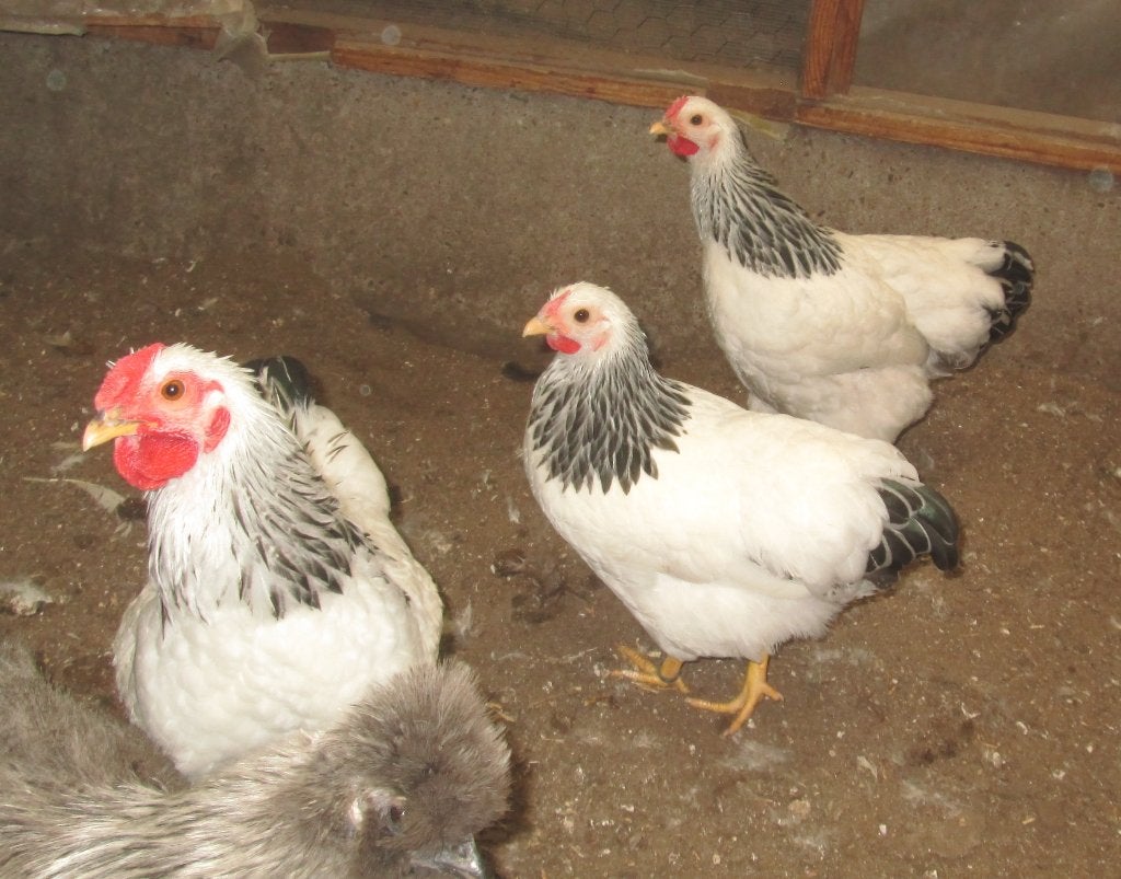 wyandottekrielen, Meerdere dieren, Kip