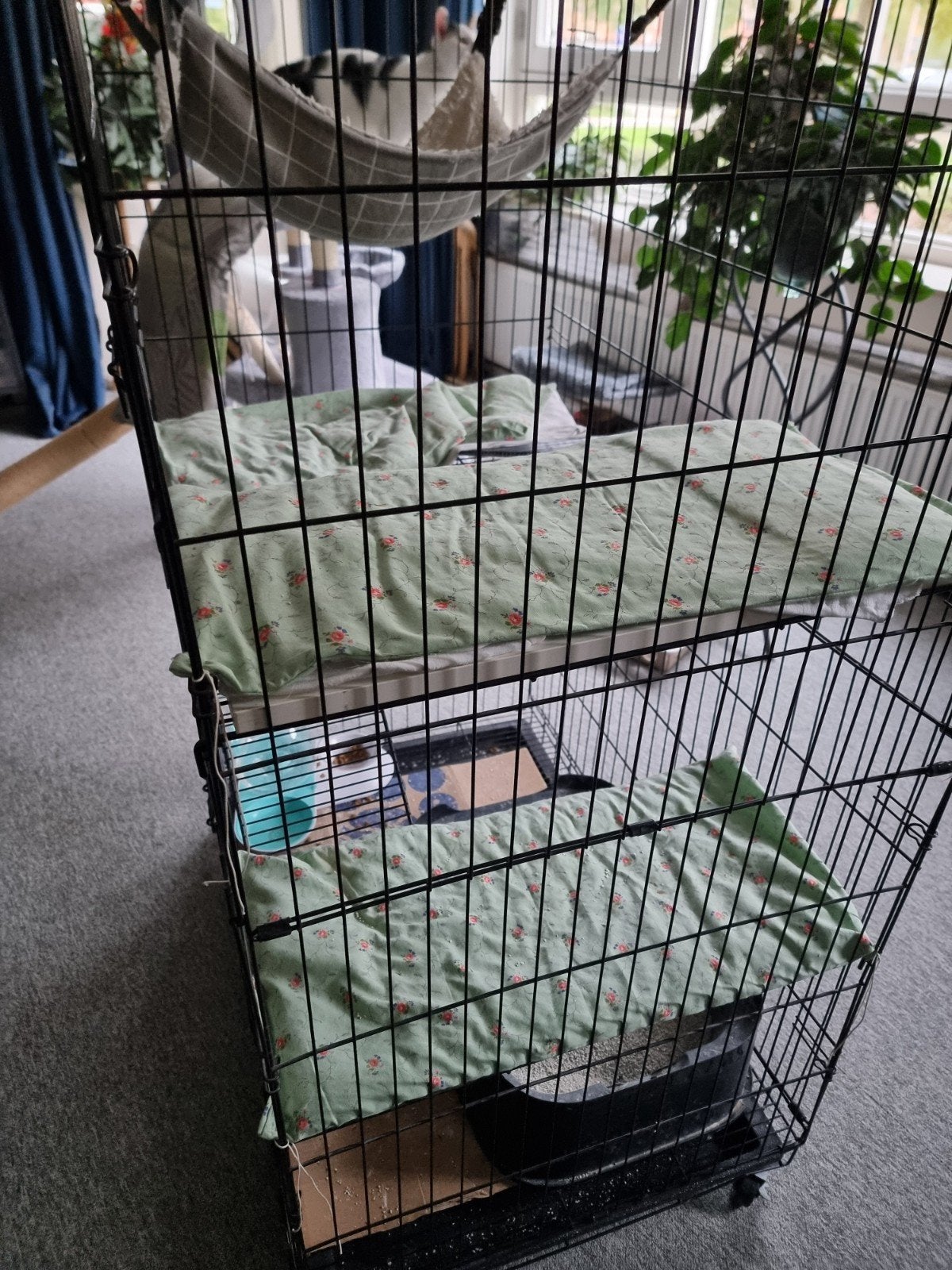 katten bench, Kater, 0 tot 2 jaar