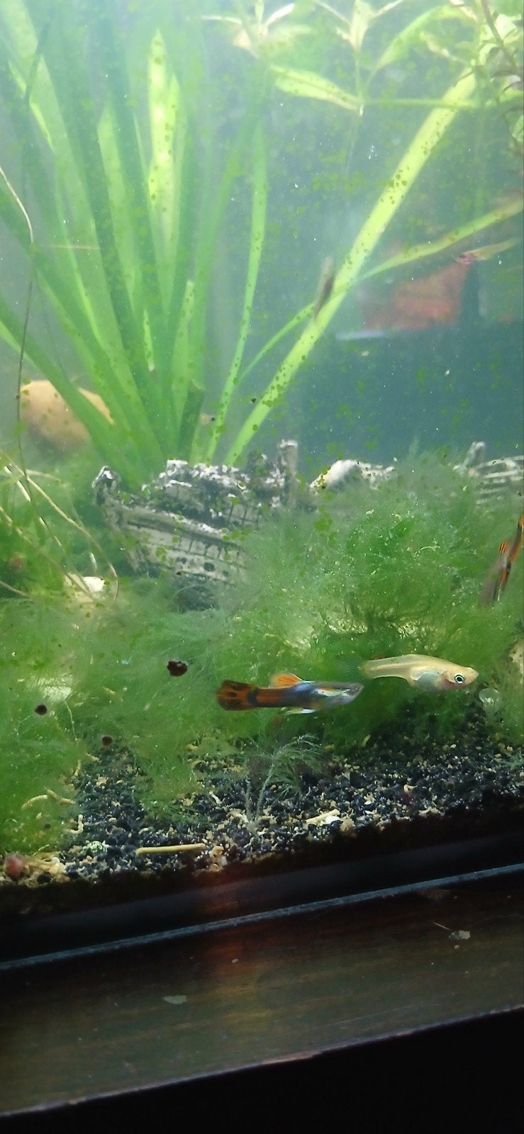 Endler mix guppen, Vis