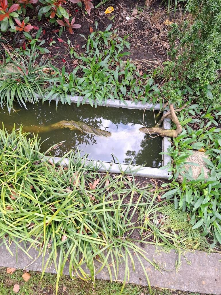 Vijver /bloembak, Tuin en Terras, Vijvers, Ophalen