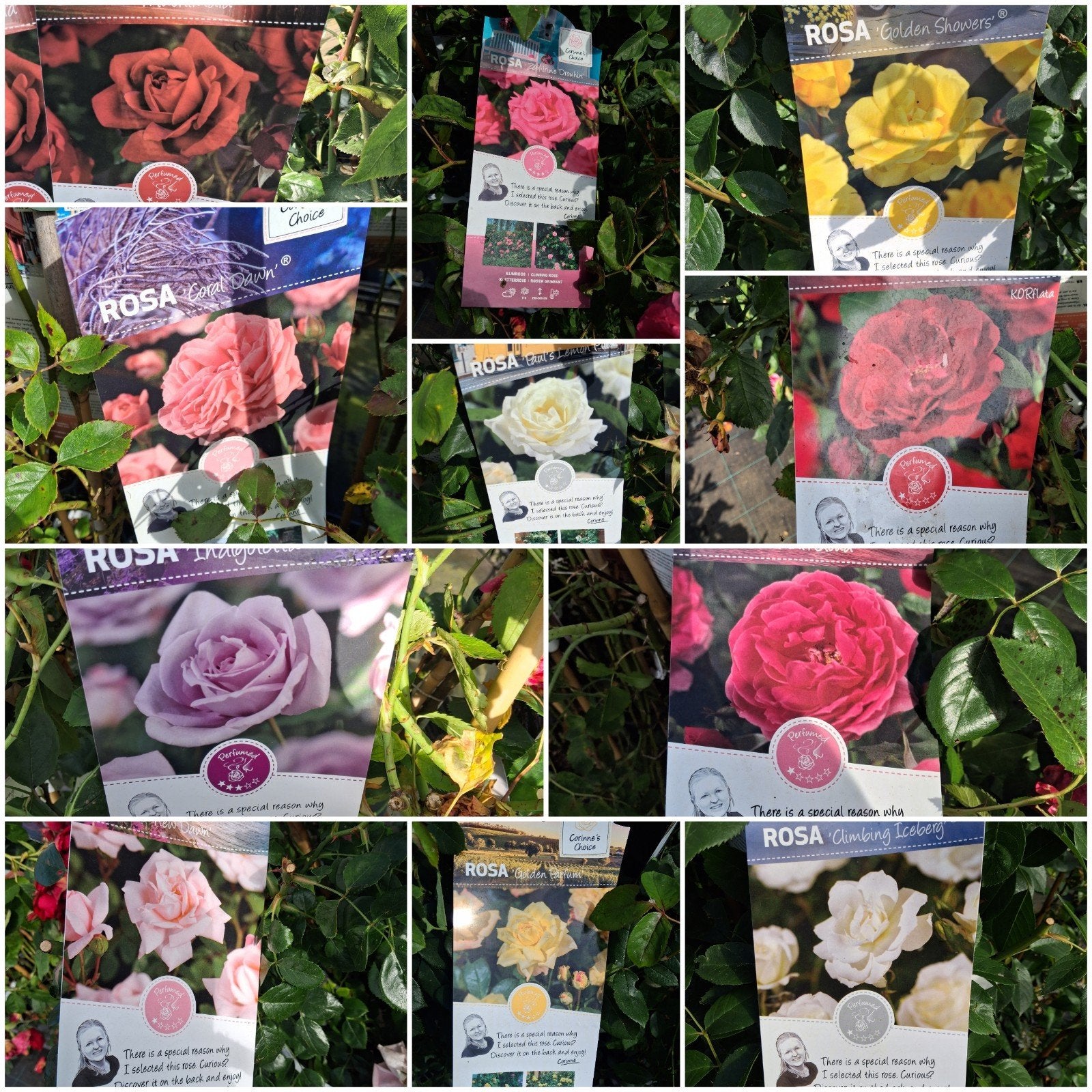 Klimrozen in diverse kleuren - Corinne's Choice, Tuin en Terras, Planten | Tuinplanten, Vaste plant, Klimplanten, Halfschaduw