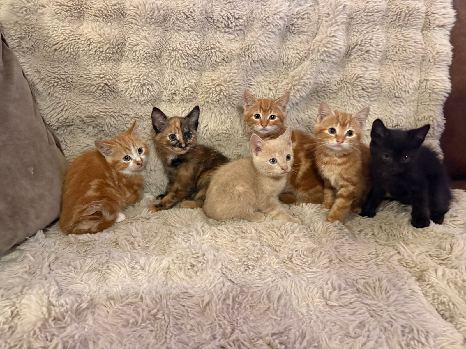 Zes prachtige kittens te koop!, Meerdere dieren, Kortharig, 0 tot 2 jaar