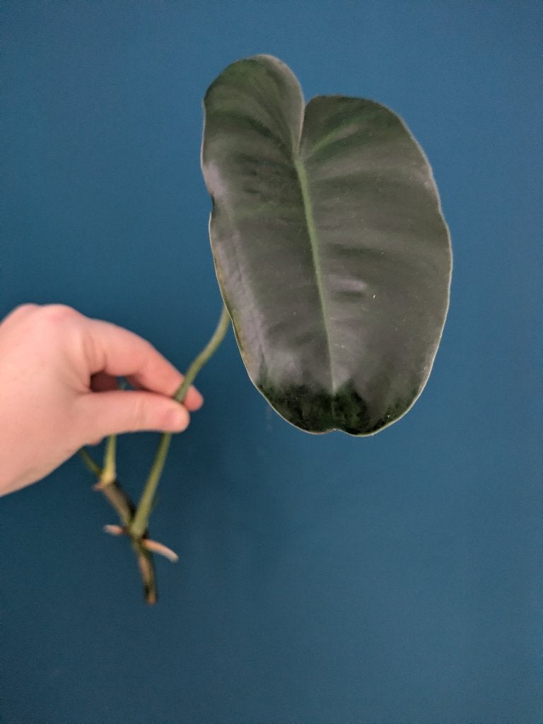 Philodendron Burle Marx stek, Ophalen of Verzenden, Halfschaduw, Minder dan 100 cm