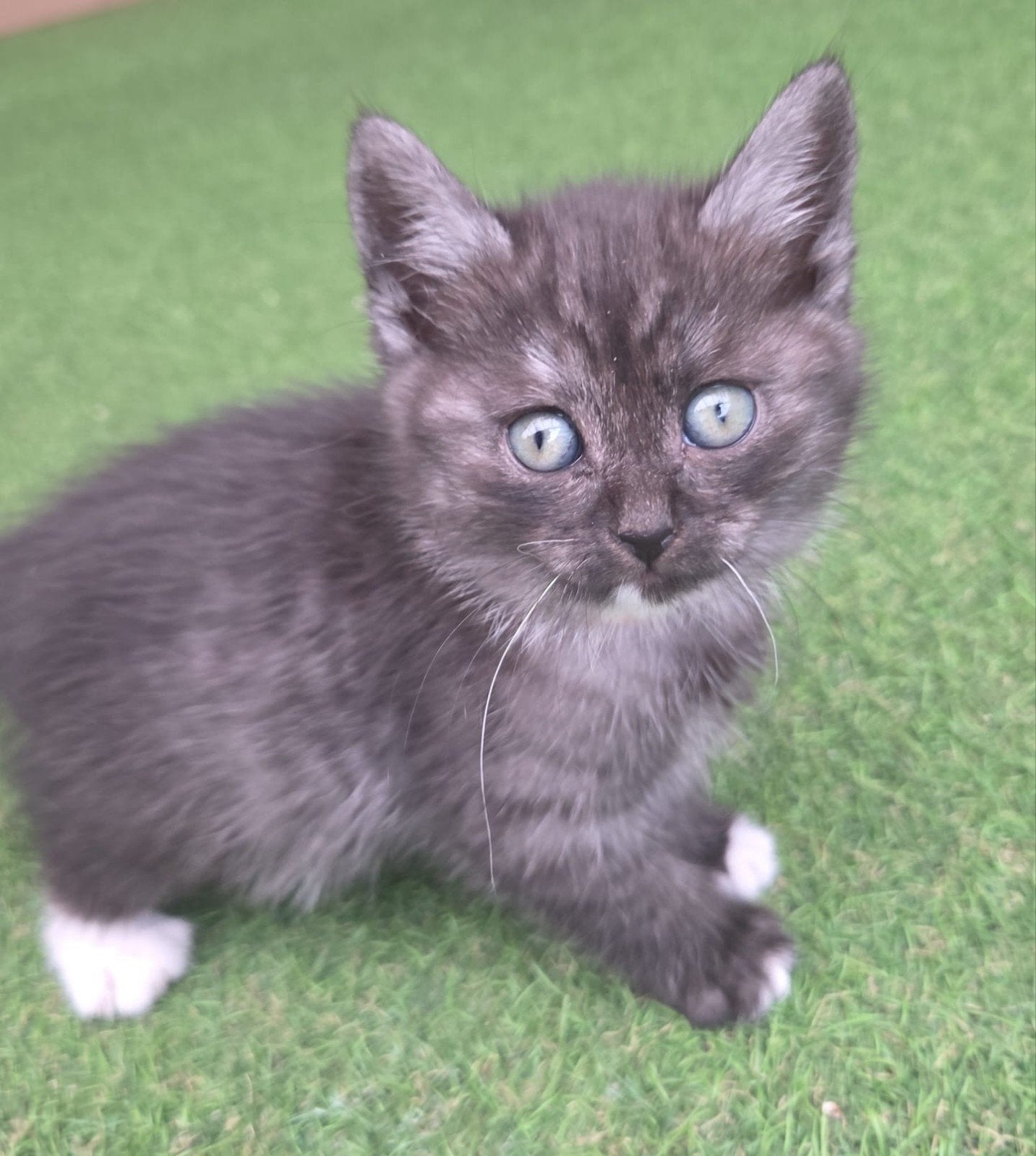 Bijzonder mooie tijger kittens te koop!, Dieren en Toebehoren, Meerdere dieren, Ontwormd, 0 tot 2 jaar