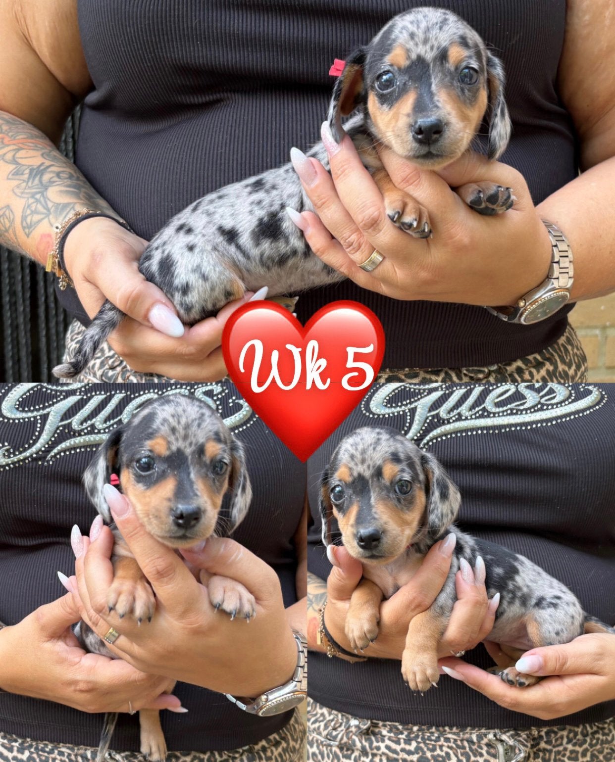 Zeer mooie dwergteckel/kaninchen pups kort en langharig, België, Fokker | Hobbymatig, 8 tot 15 weken, Dwerg