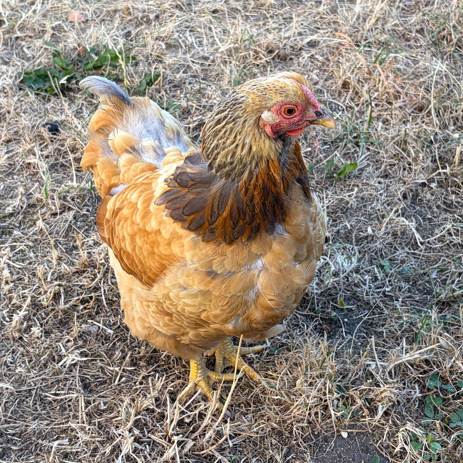 Lieve oudere kip zoekt een fijn nieuw thuis, Vrouwelijk, Kip