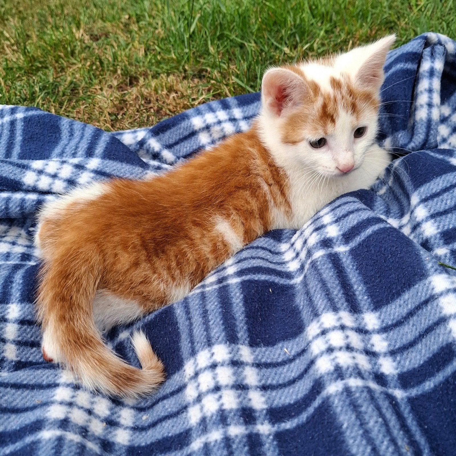 Nog 1 rood witte kater te koop, Dieren en Toebehoren, Katten en Kittens | Overige Katten, Kater, Kortharig, 0 tot 2 jaar