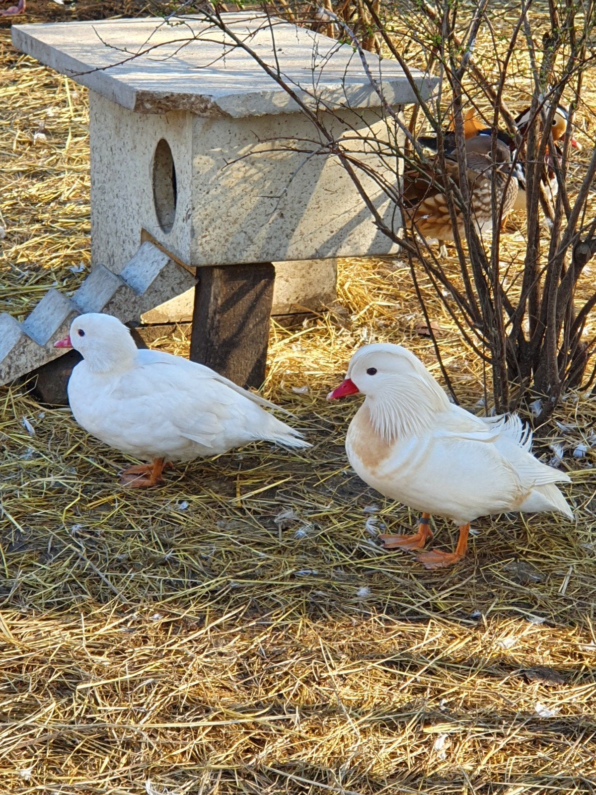 Witte mandarijneend, Mannelijk, Eend