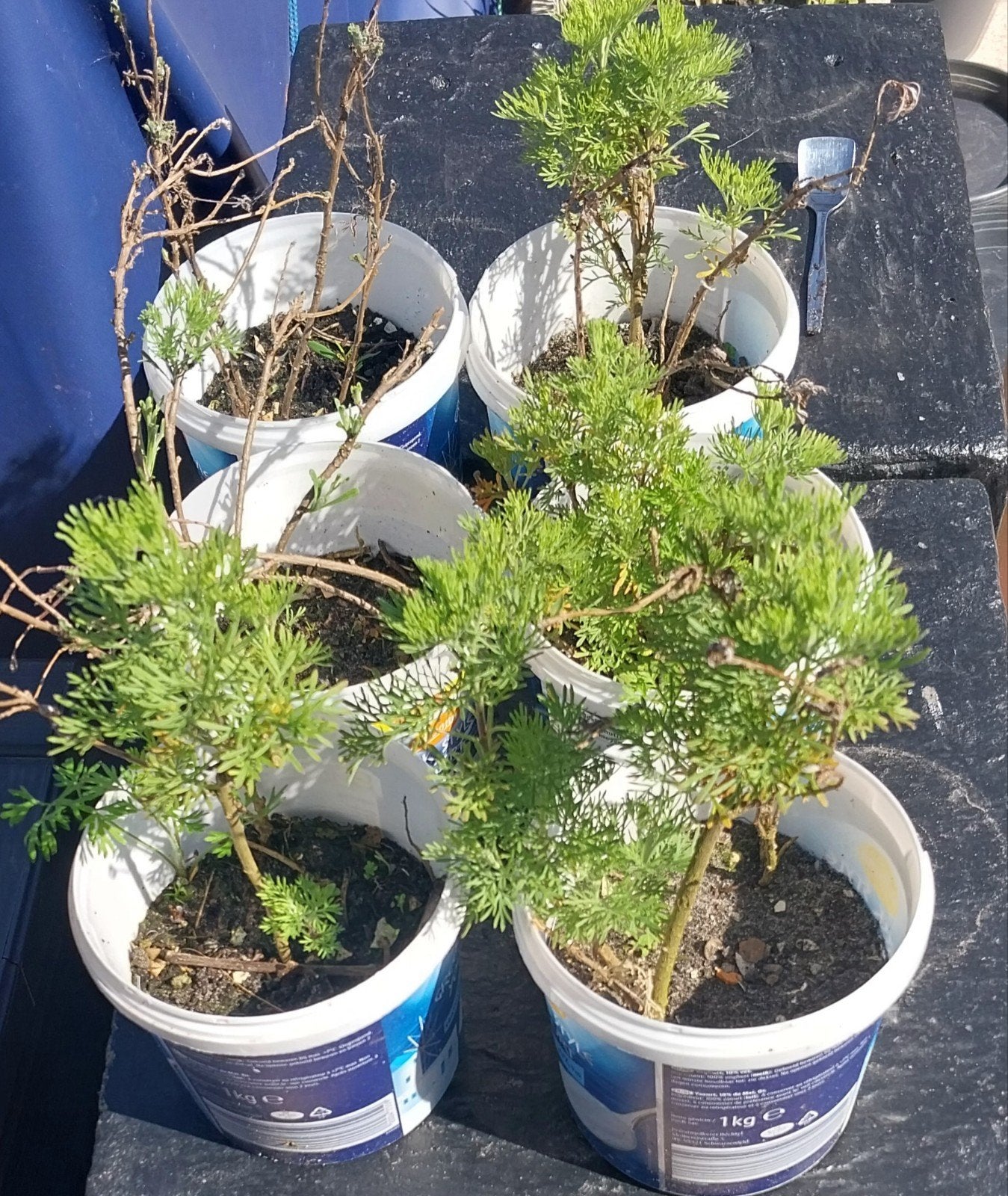 Cola plant stekjes - Artemisia abrotanum 'Cola', Tuin en Terras, Planten | Tuinplanten, Ophalen, Volle zon, Vaste plant, Kruiden
