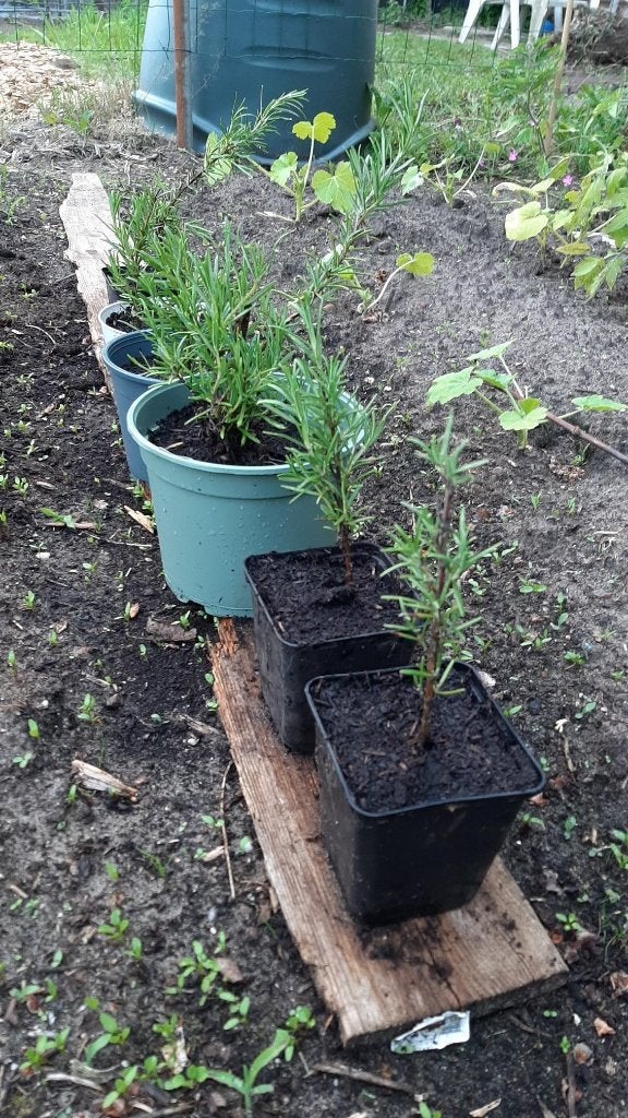 rozemarijn stekken winterhard, Tuin en Terras, Planten | Tuinplanten, Ophalen, Volle zon, Vaste plant, Kruiden