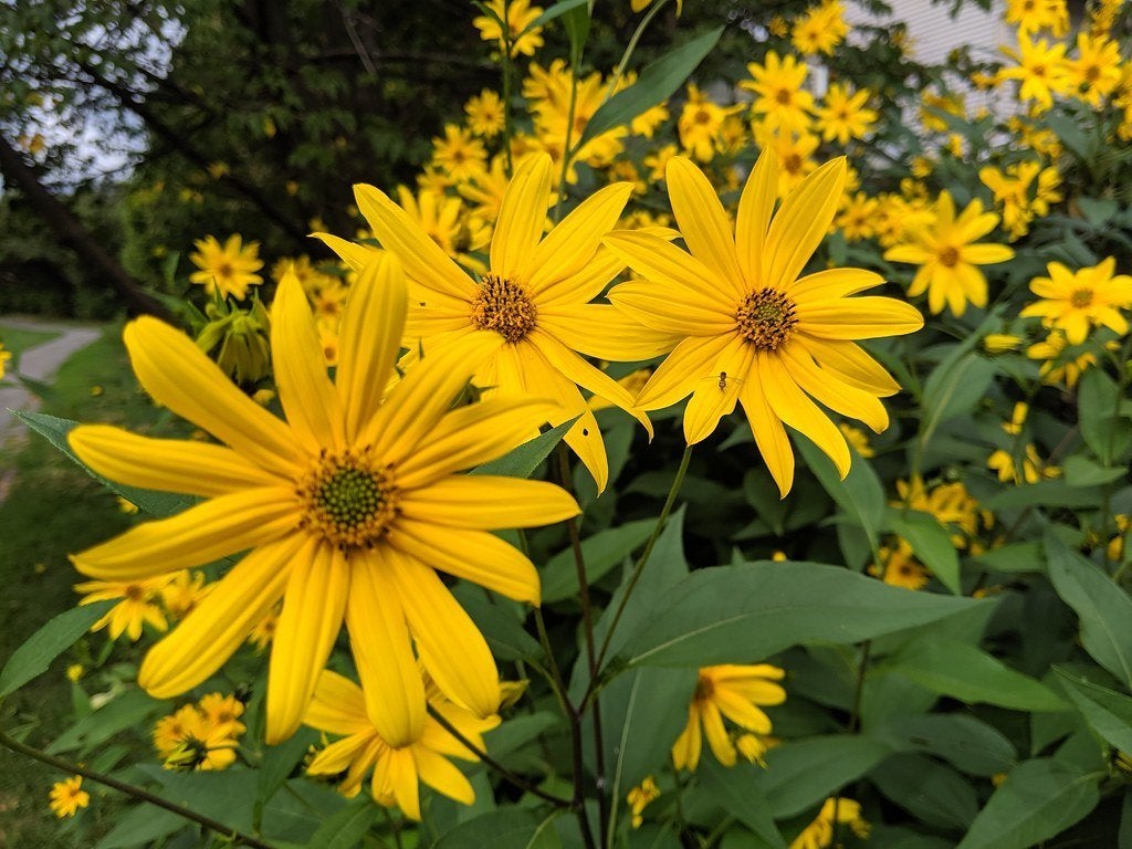 Aardpeer Fleuron d’Anjou, Bio, Ophalen, Volle zon, Zomer, Groenteplanten
