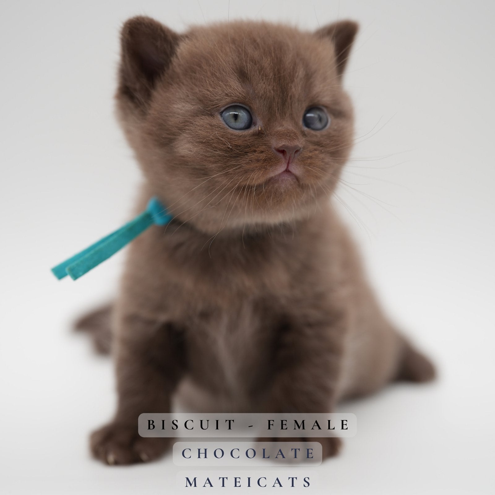 British Shorthair Cinnamon + Chocolate + Fawn, Poes, Met stamboom, 0 tot 2 jaar