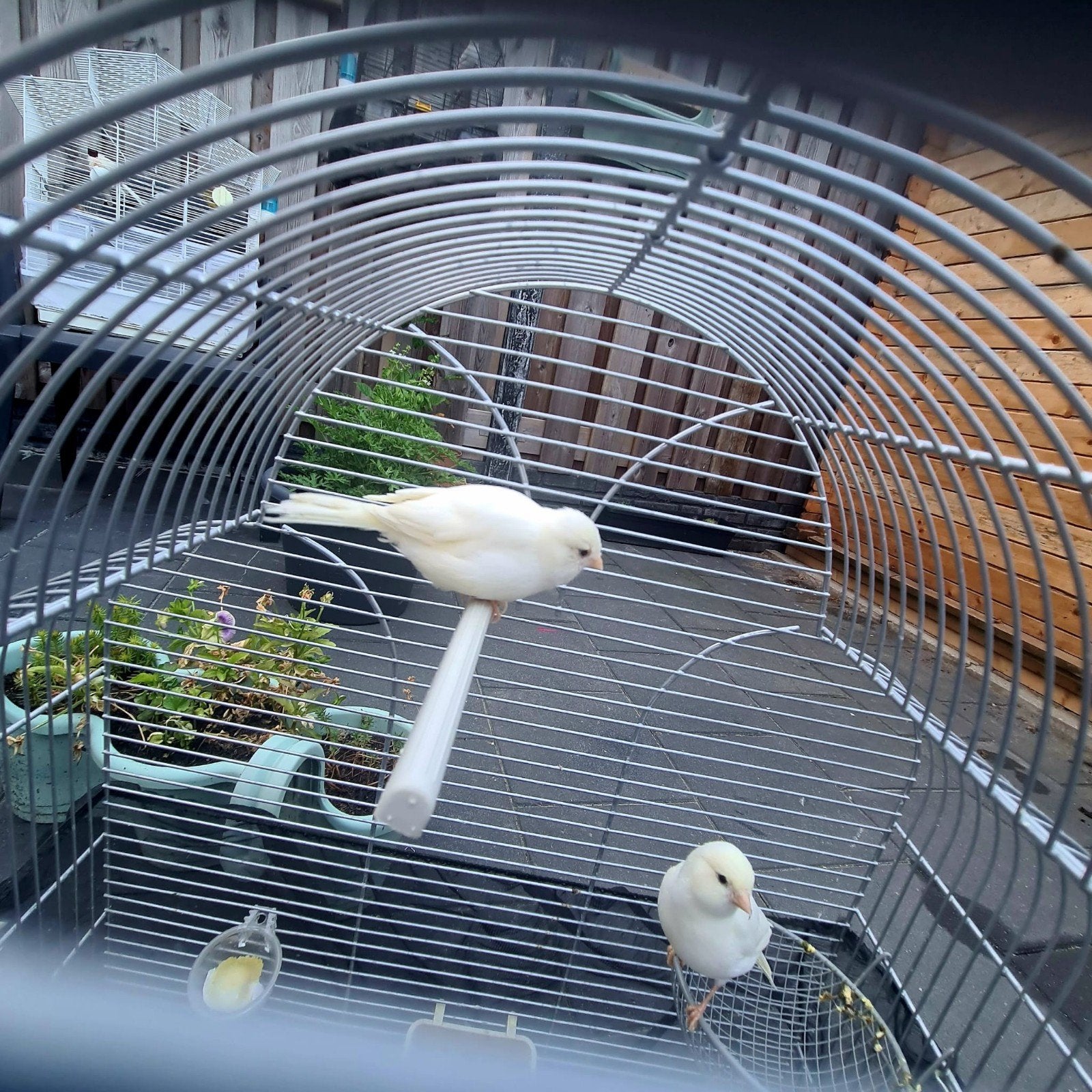 een paar kanaries, Meerdere dieren, Kleurkanarie