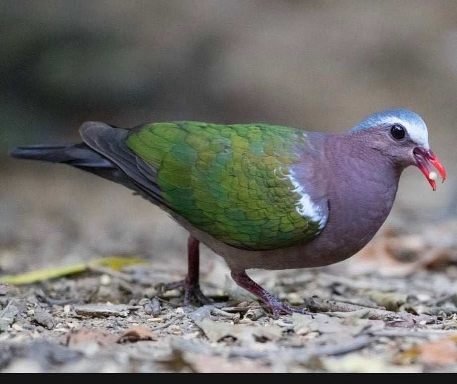 Gevraagd koppels op kleur ,groenvleugel,olijf,jamaica duif, Meerdere dieren, Overige soorten