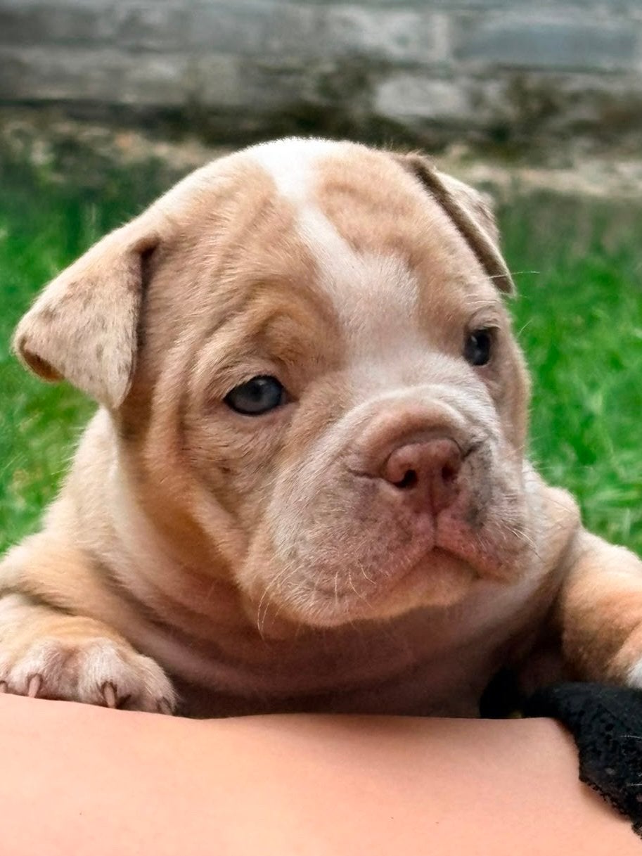 Old english bulldog pups, Dieren en Toebehoren, Honden | Bulldogs, Pinschers en Molossers, Parvo, 8 tot 15 weken, Bulldog, Meerdere