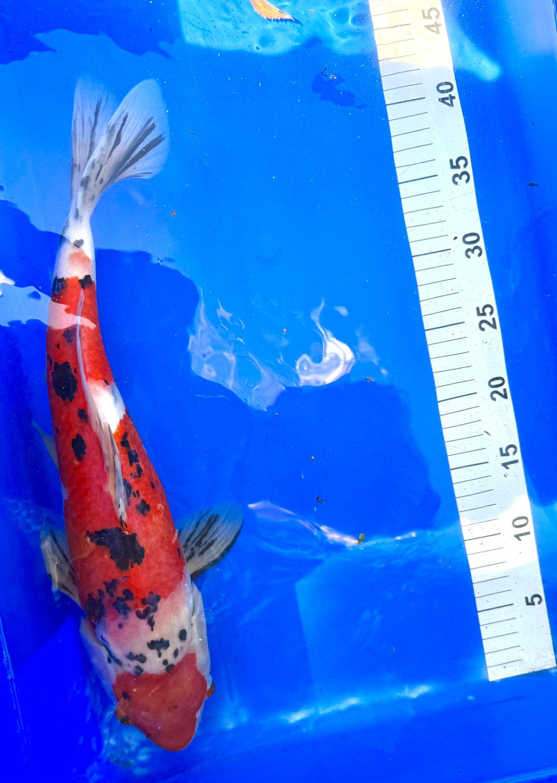 Sanke 45CM, Dieren en Toebehoren, Vissen | Vijvervissen, Karper of Koi
