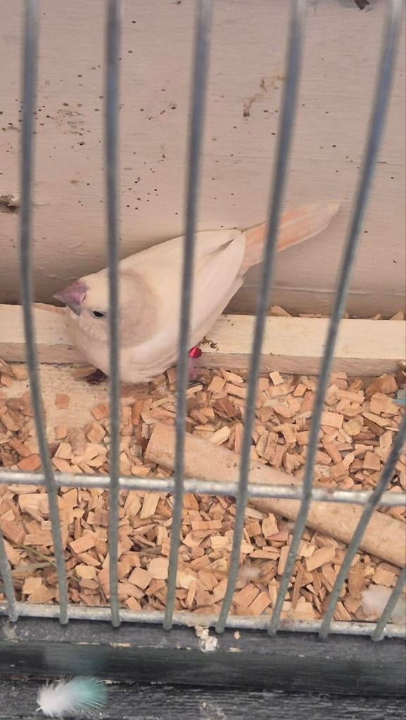 Koppel Agaat zilverbek, Dieren en Toebehoren, Vogels | Overige Vogels, Meerdere dieren