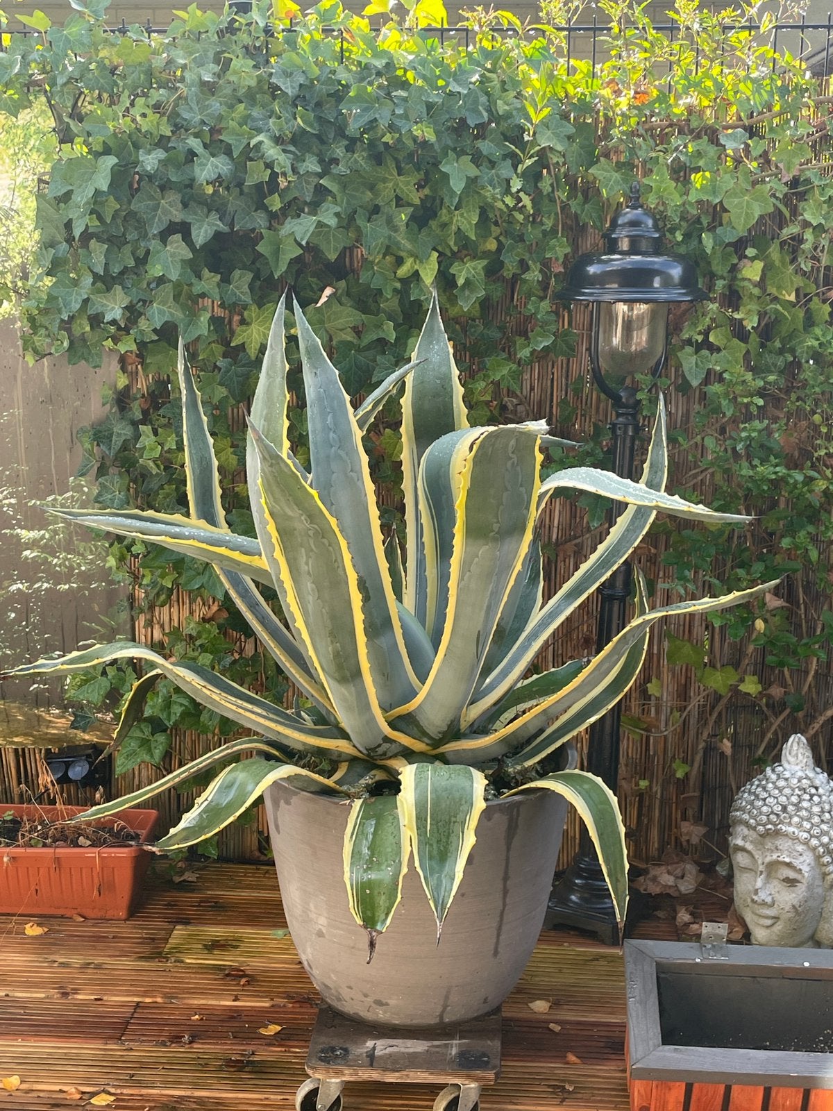 Agave Variegata Americana, Tuin en Terras, Ophalen, Bloeit niet, Overige soorten, Volle zon