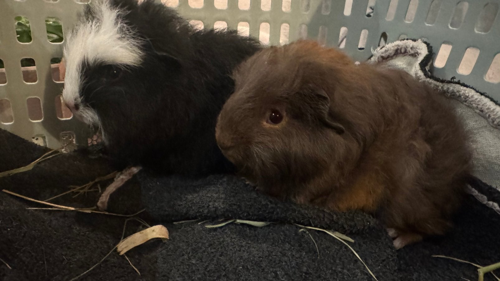 Lieve ch teddy baby beertjes broertjes, Dieren en Toebehoren, Ophalen, Nieuw