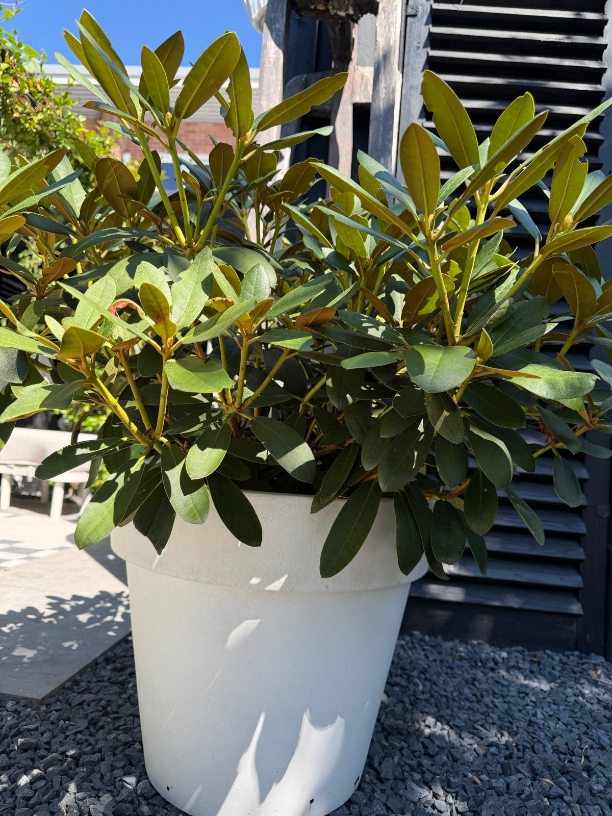 Rhododendron 'Schneekrone' in grote pot, Vaste plant, Halfschaduw, Lente, Ophalen