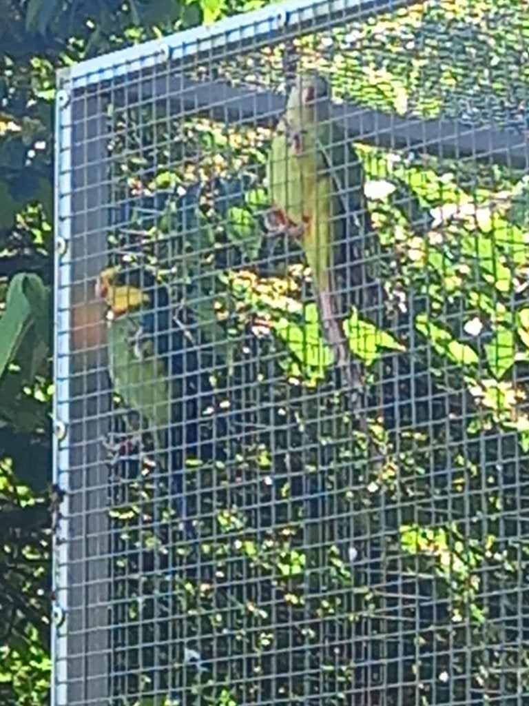 Baraband parkieten, Meerdere dieren, Parkiet