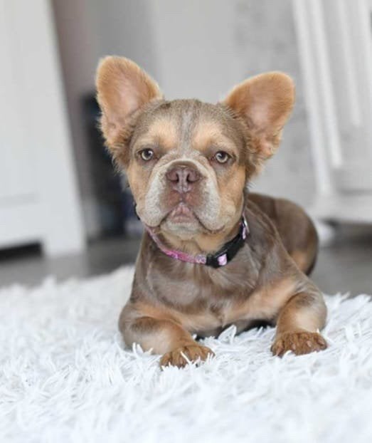 Fluffy Franse Bulldog pups, Dieren en Toebehoren, Particulier, 15 weken tot 1 jaar, Buitenland, Teef