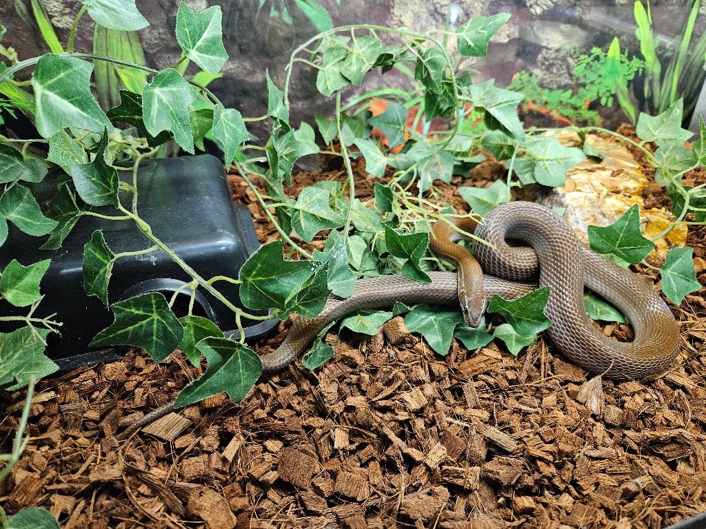 Boaedon capensis Afrikaanse huisslang, Dieren en Toebehoren, Reptielen en Amfibieën, Slang, 0 tot 2 jaar
