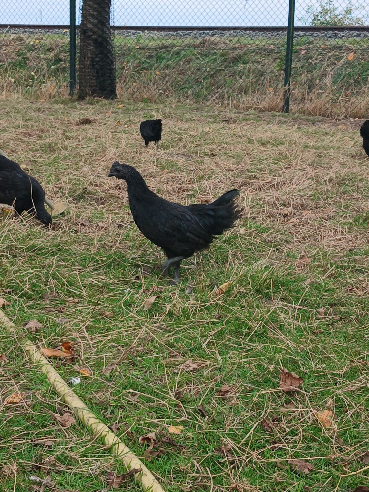 ras zuivere ajam cemani haantjes, Mannelijk, Kip