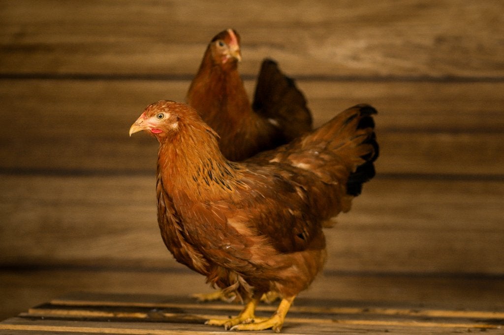 New-Hampshire groot | Goede leggers | Passend advies, Vrouwelijk, Kip