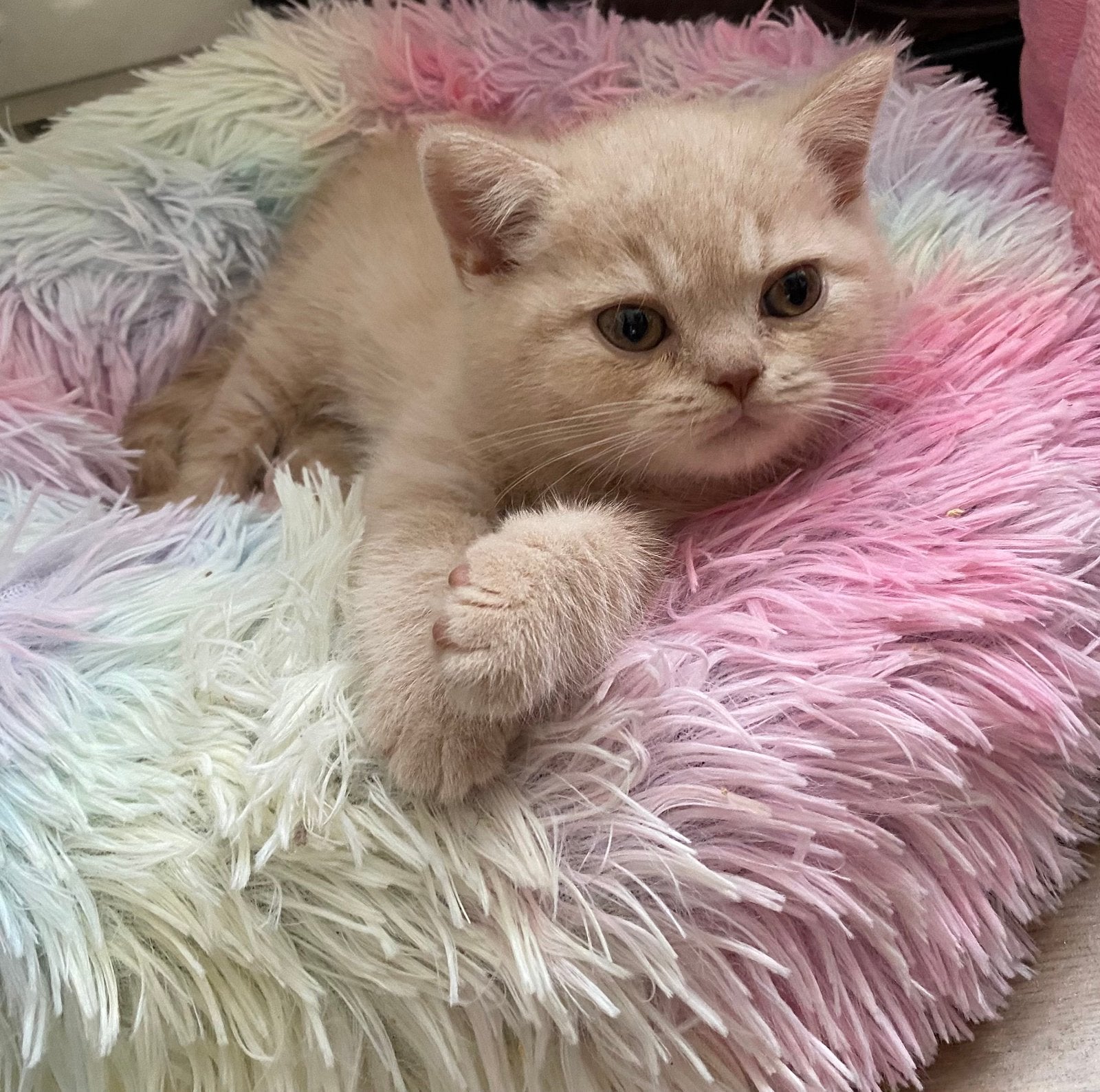 rode & creme britse korthaar katers met stamboom, Kater, Met stamboom, 0 tot 2 jaar