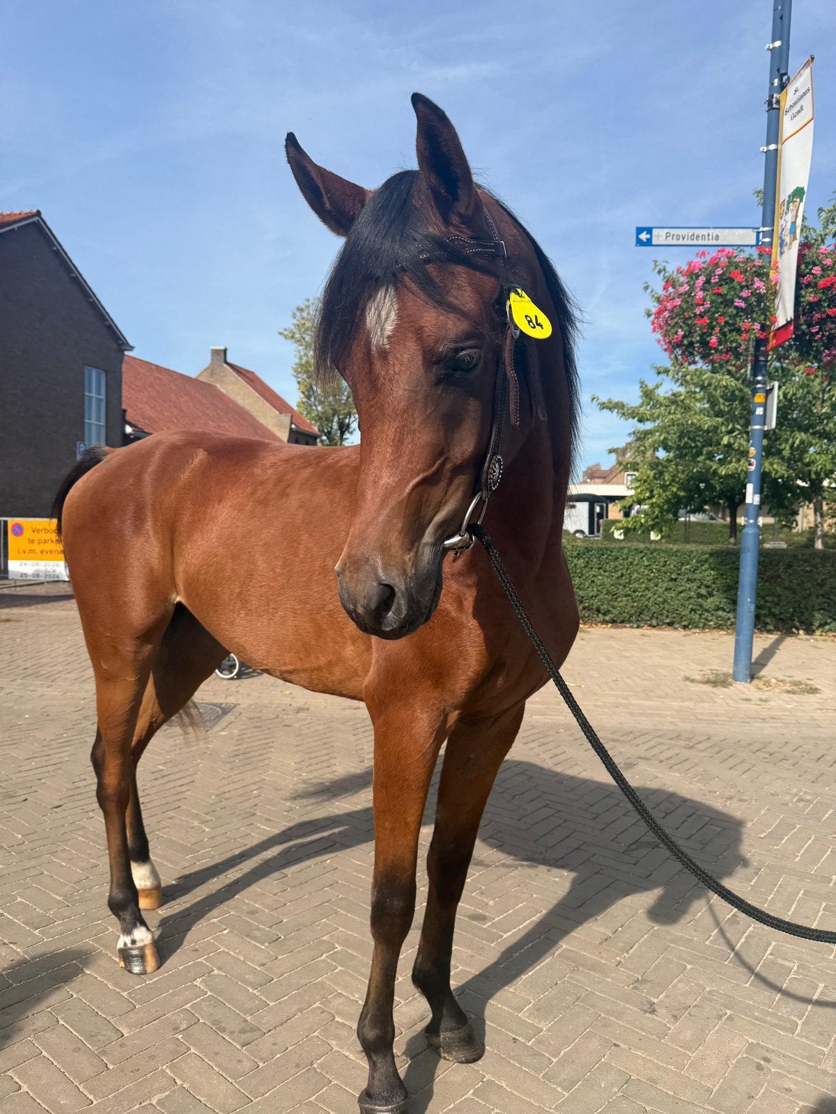 Super mooie brave arabier !!!, Minder dan 160 cm, Met stamboom, Ruin, Dressuurpaard