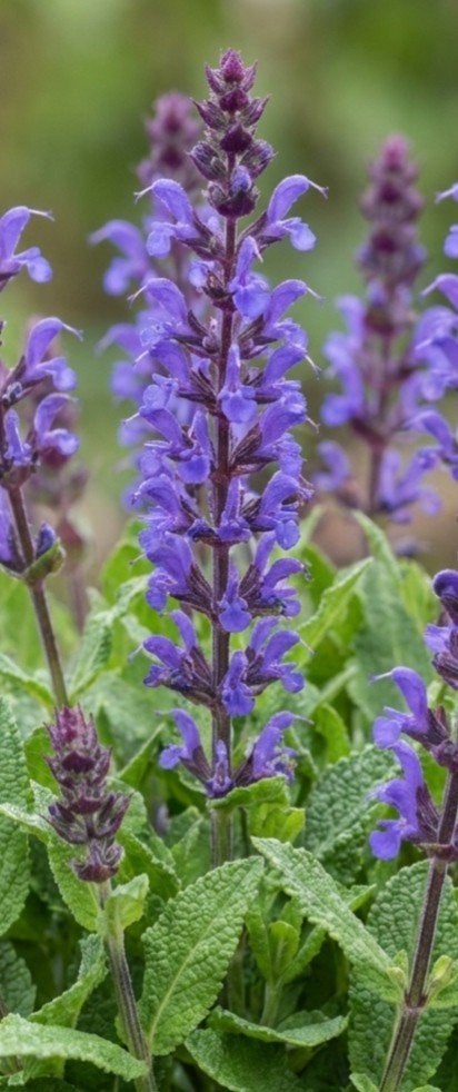 Salvia nemorosa 'Caradonna Compact' P9 - Compacte Salie, Ophalen of Verzenden, Vaste plant, Overige soorten, Volle zon
