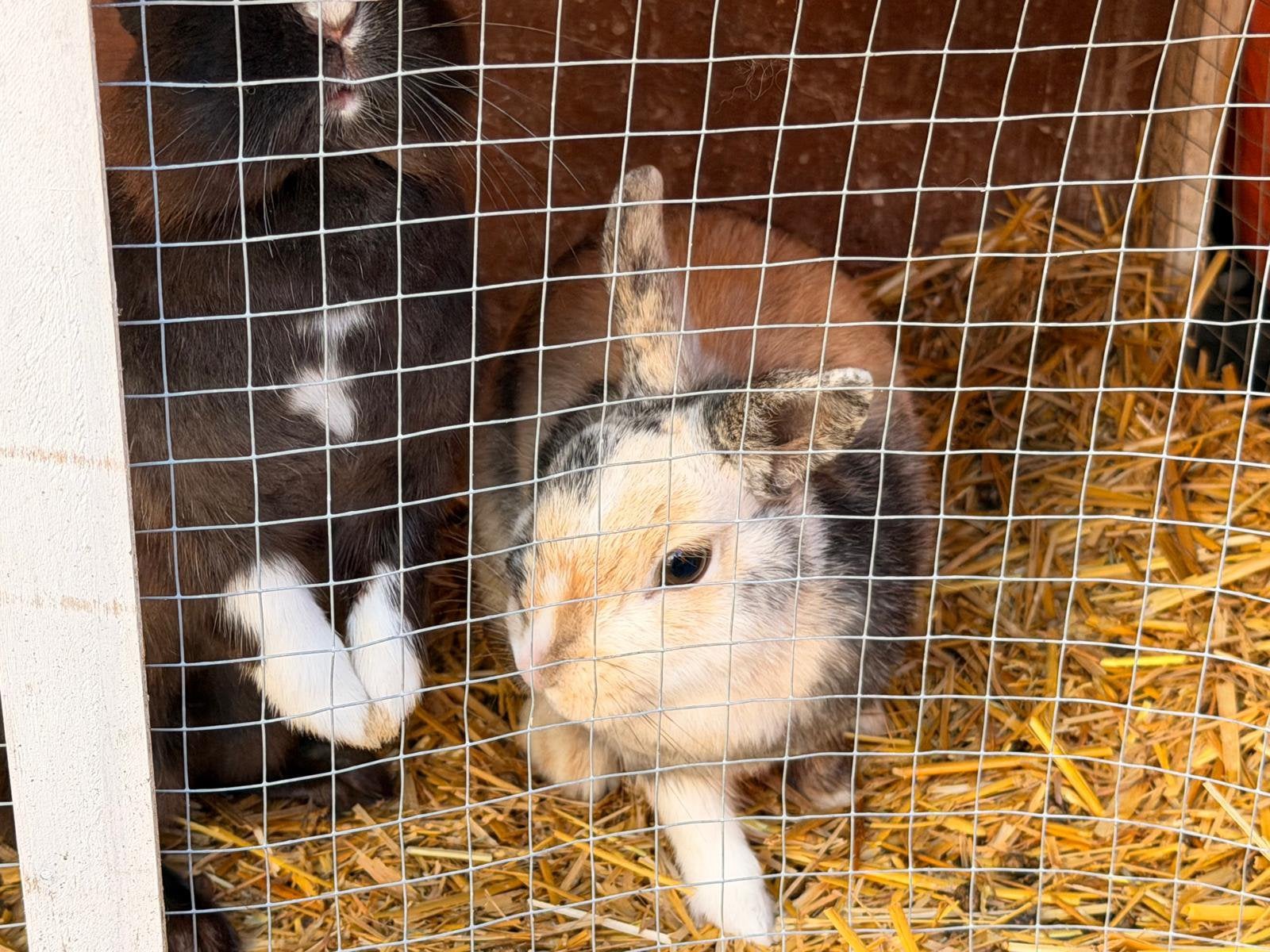 Te koop Dwergkonijnen, Meerdere dieren, Groot