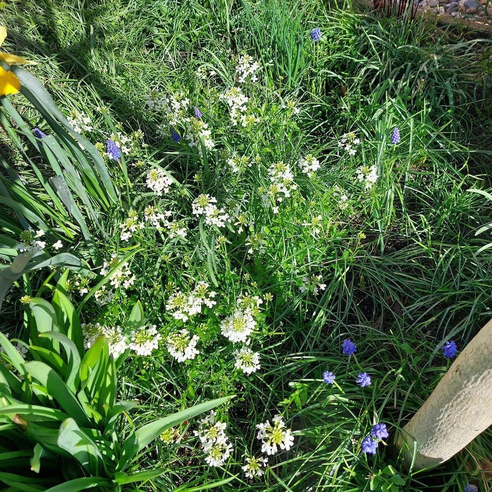 Scheefbloem, Ophalen, Bodembedekkers, Volle zon, Vaste plant