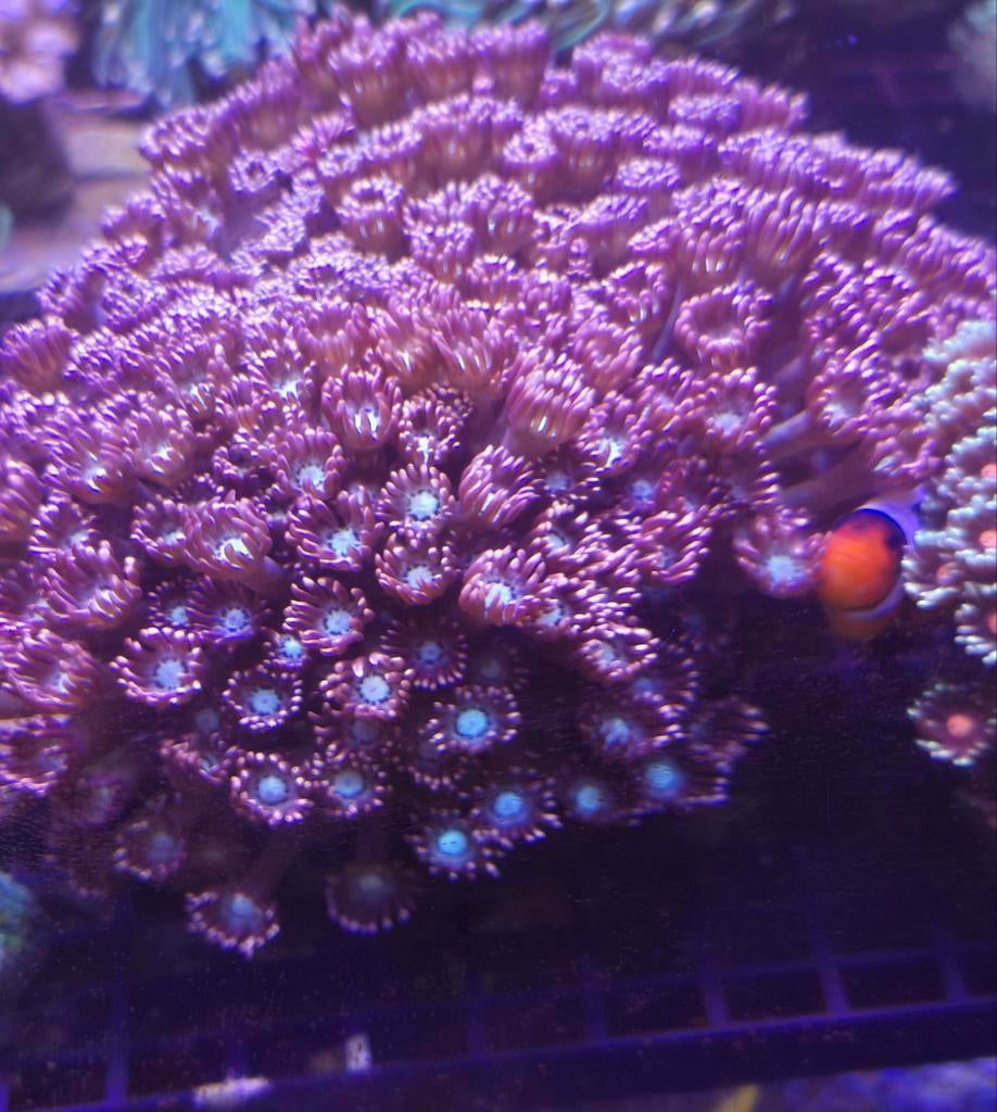 Mastergrade Goniopora, Ophalen
