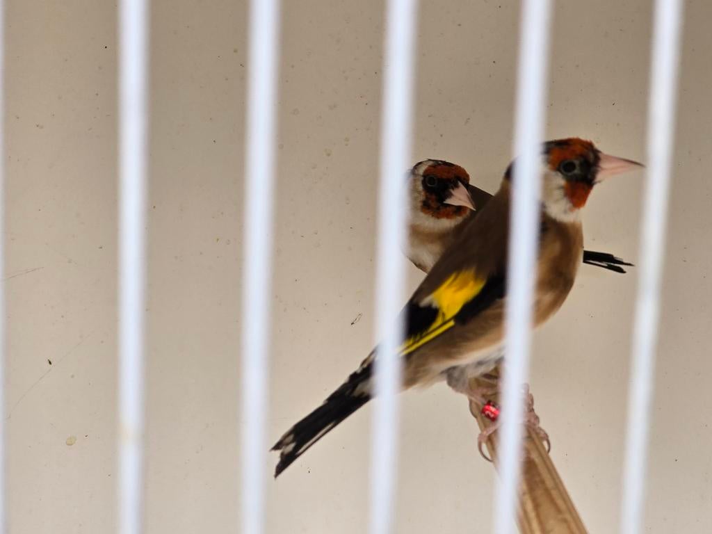 Koppel Parva putter, Dieren en Toebehoren, Vogels | Overige Vogels, Meerdere dieren, Wildzangvogel