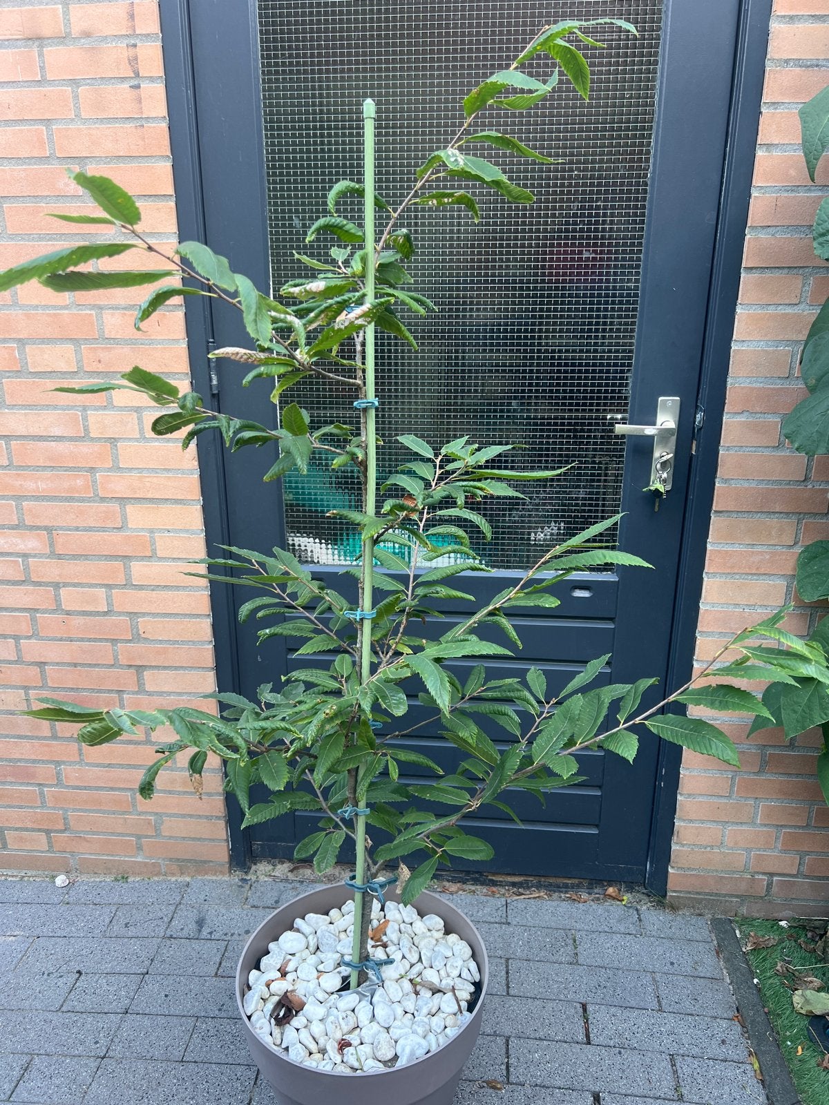 Tamme Kastanje Boom, Overige soorten, 100 tot 250 cm, Zomer, Ophalen